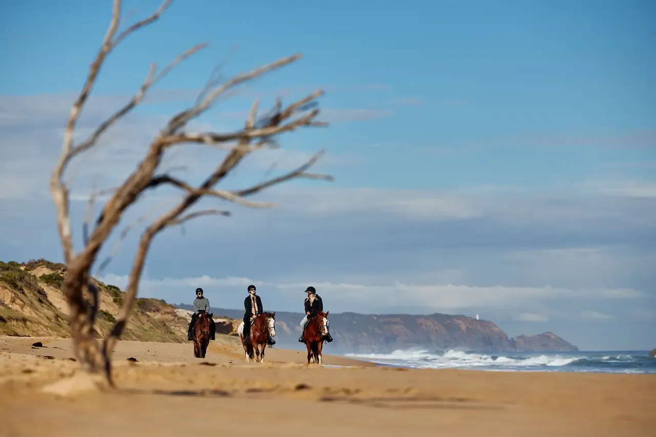 Three horse riders approach along Gunnamatta Beach framed by a driftwood branch, with a distant headland and lighthouse