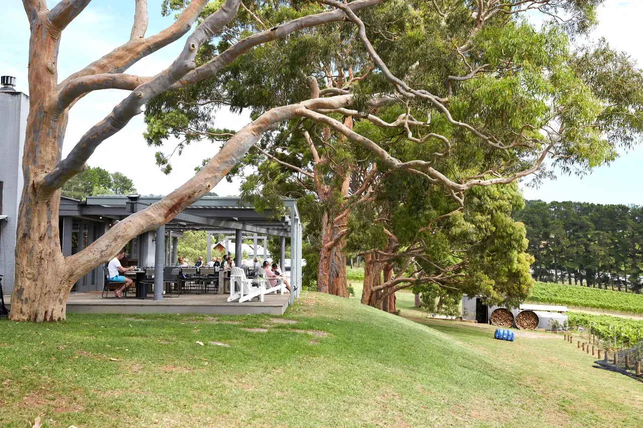 Large gum trees shade the lawn and covered terrace at Polperro Winery, with diners outside and vines sloping away beyond