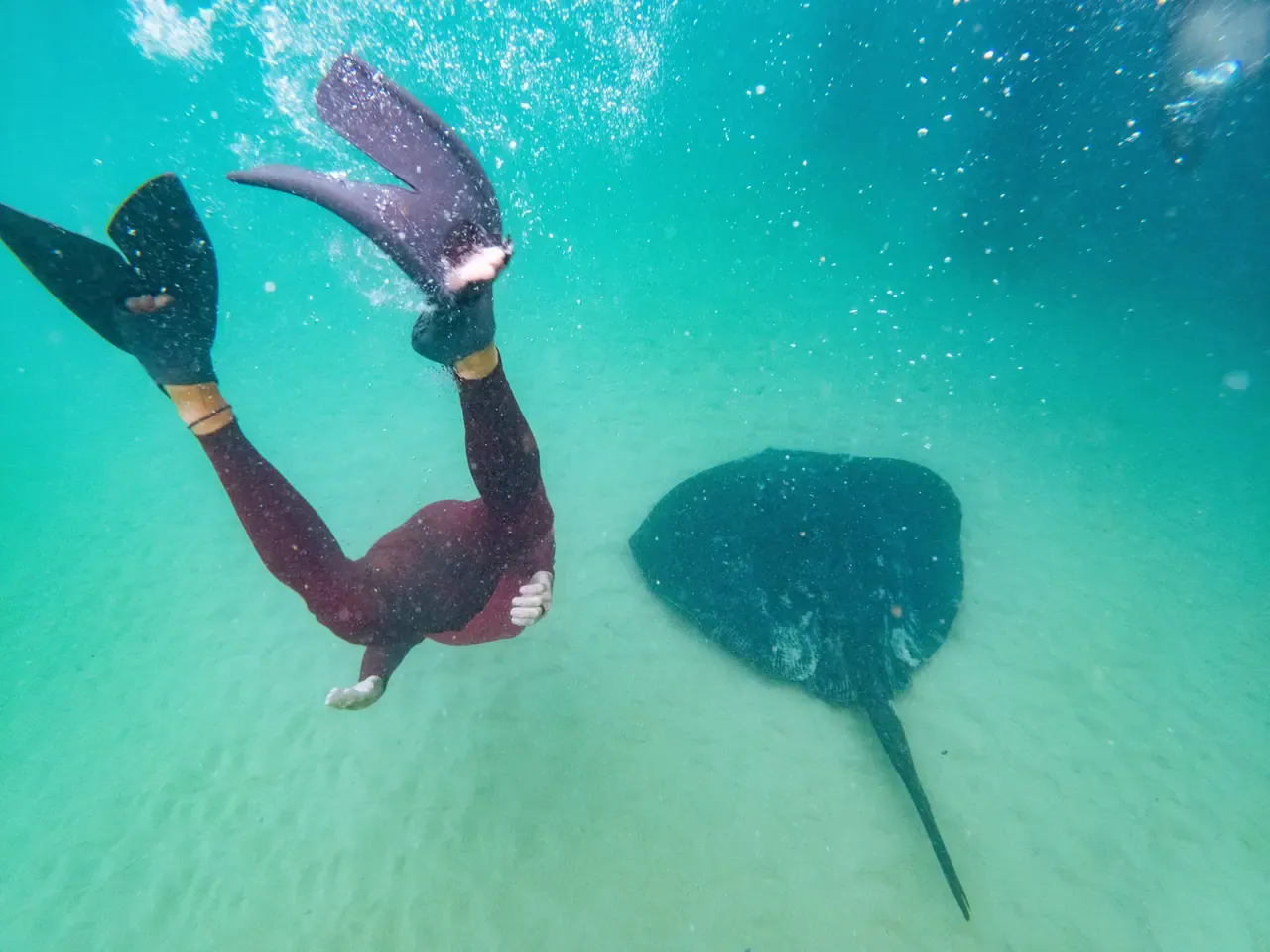 A snorkeller in a wetsuit and fins dives down beside a large stingray gliding over the sandy seabed