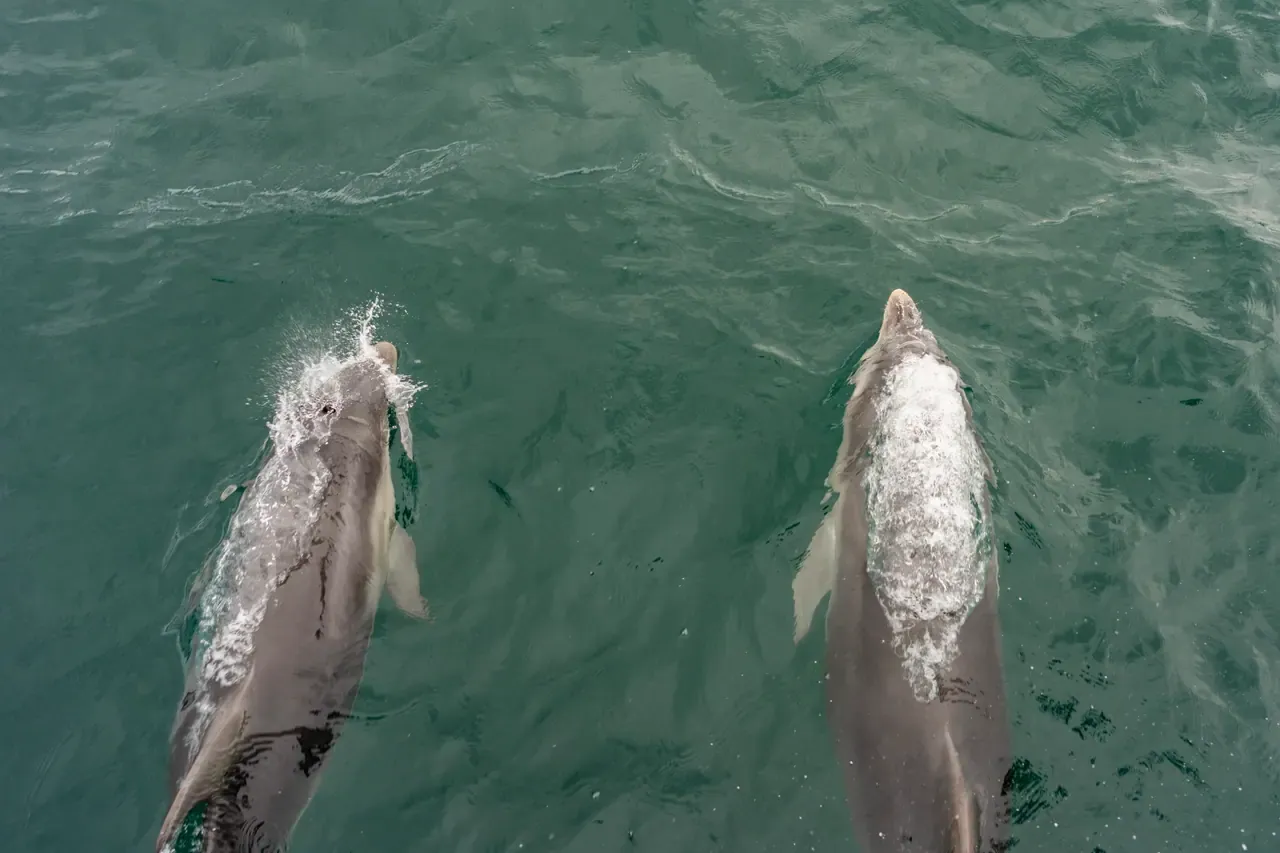 Two dolphins surfacing side by side just below the green water, seen from the deck of a boat above