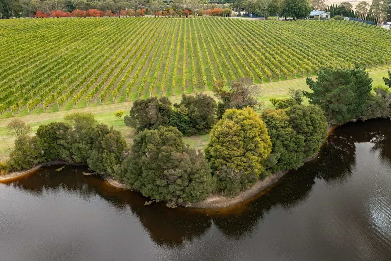 Aerial view of a dark lake edged with native trees, with long rows of vines and autumn-coloured trees beyond at Crittenden Estate