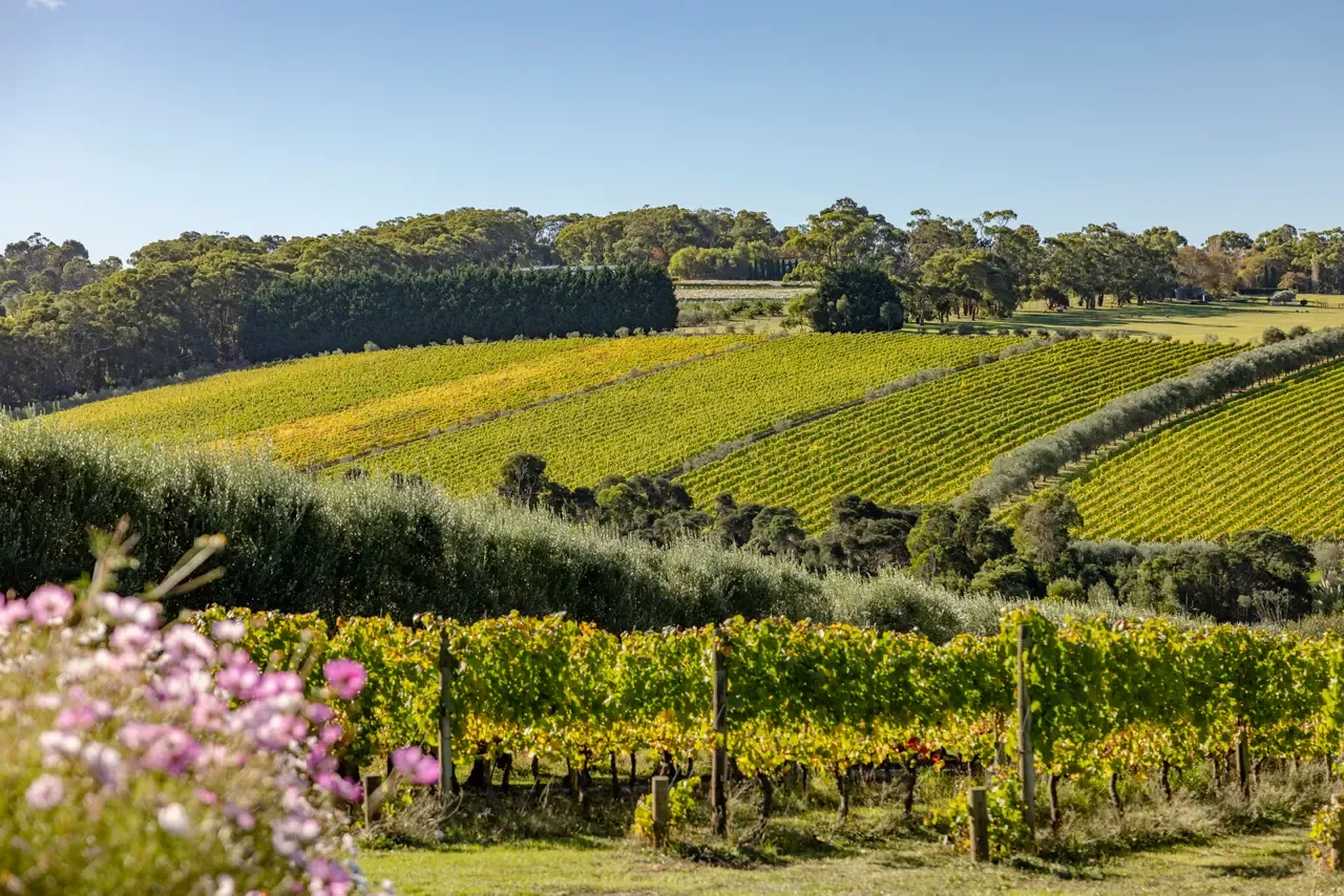 Rolling rows of vines in autumn yellow and green lead to bushland on the hills at Montalto, with pink cosmos in front