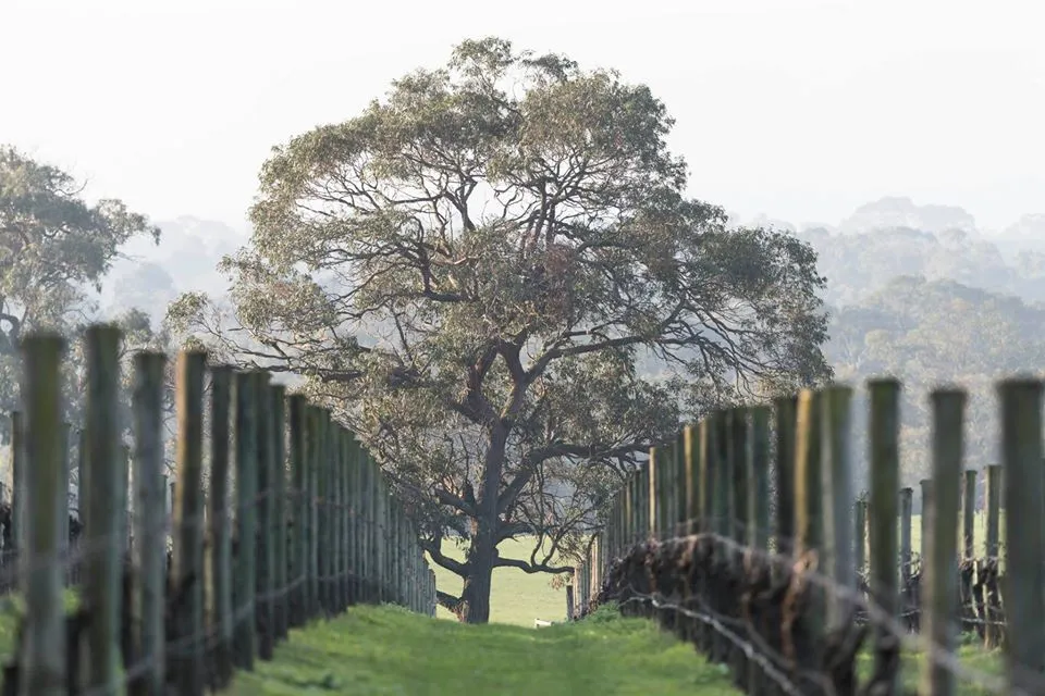 Baillieu Vineyard