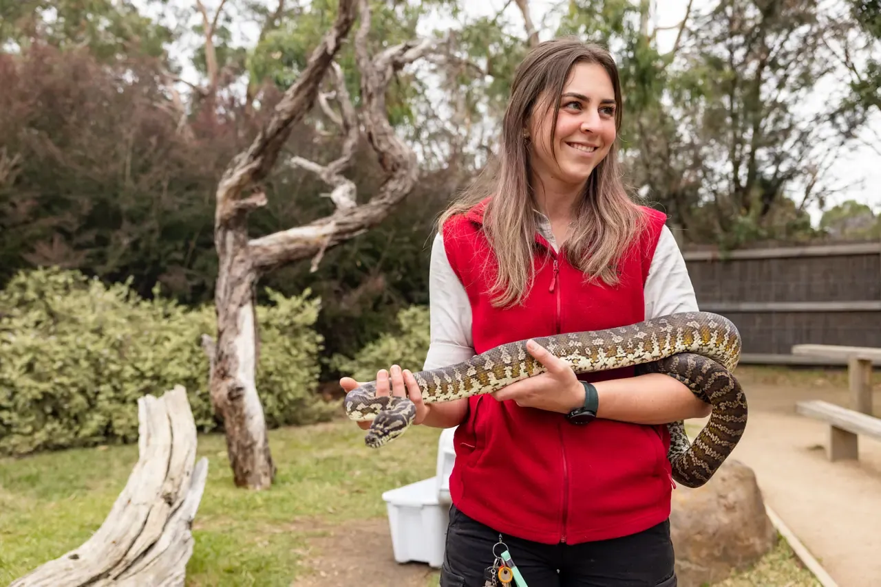 A smiling Moonlit Sanctuary keeper in a red vest holds a large carpet python draped across her arms
