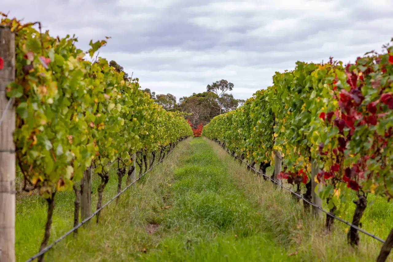 A grassy row runs between vines turning yellow and red in autumn, leading towards tall gum trees under grey cloud