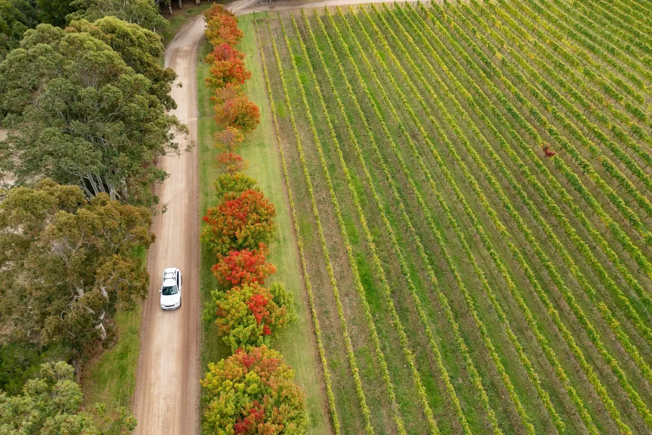 Aerial view of a white car on a dirt road beside a row of autumn-coloured trees and long rows of vines at Crittenden Estate