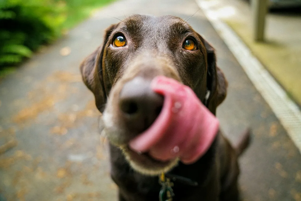 A chocolate Labrador looking up at the camera and licking its nose, on a footpath.