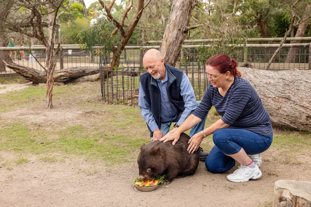 Two visitors kneel to pat a wombat as it eats a bowl of chopped vegetables in a Moonlit Sanctuary enclosure
