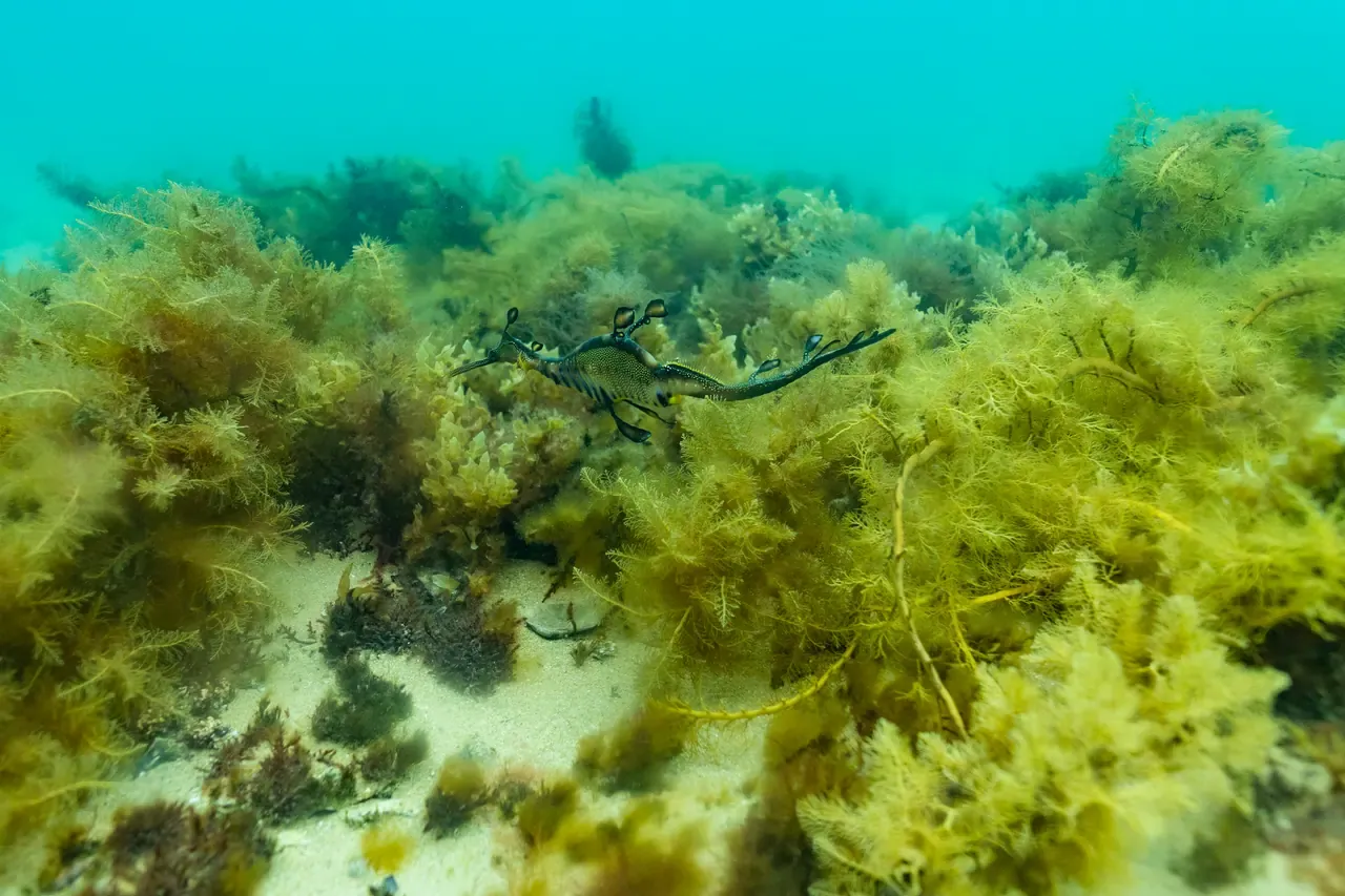 A weedy seadragon drifting among golden seaweed on the sandy floor of the bay