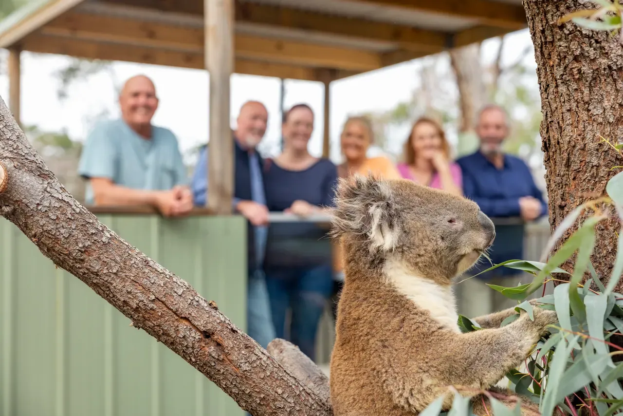 A koala grips a branch and feeds on gum leaves while a group of visitors watches from a covered viewing deck