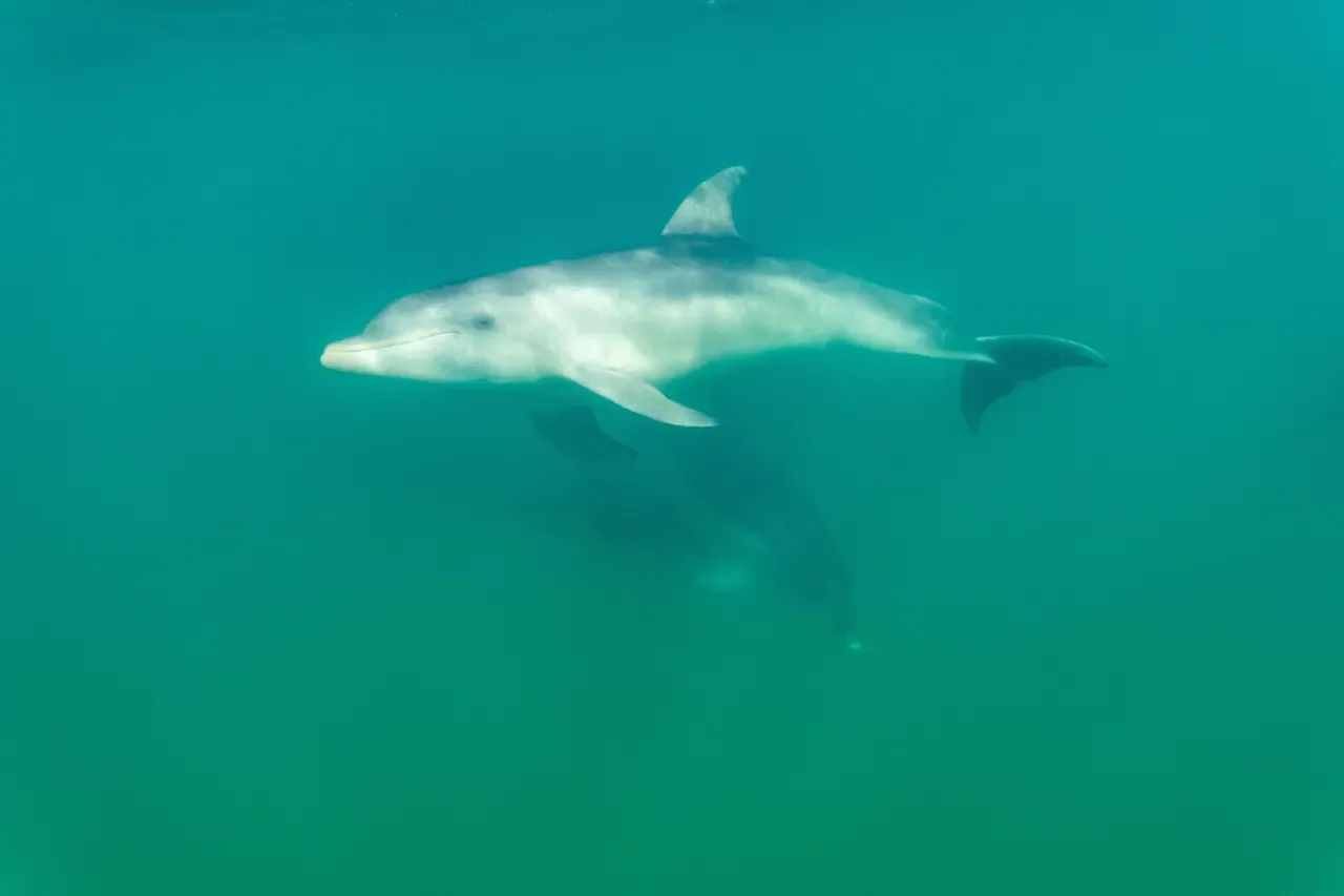A bottlenose dolphin swims through clear green water with a second dolphin gliding below it