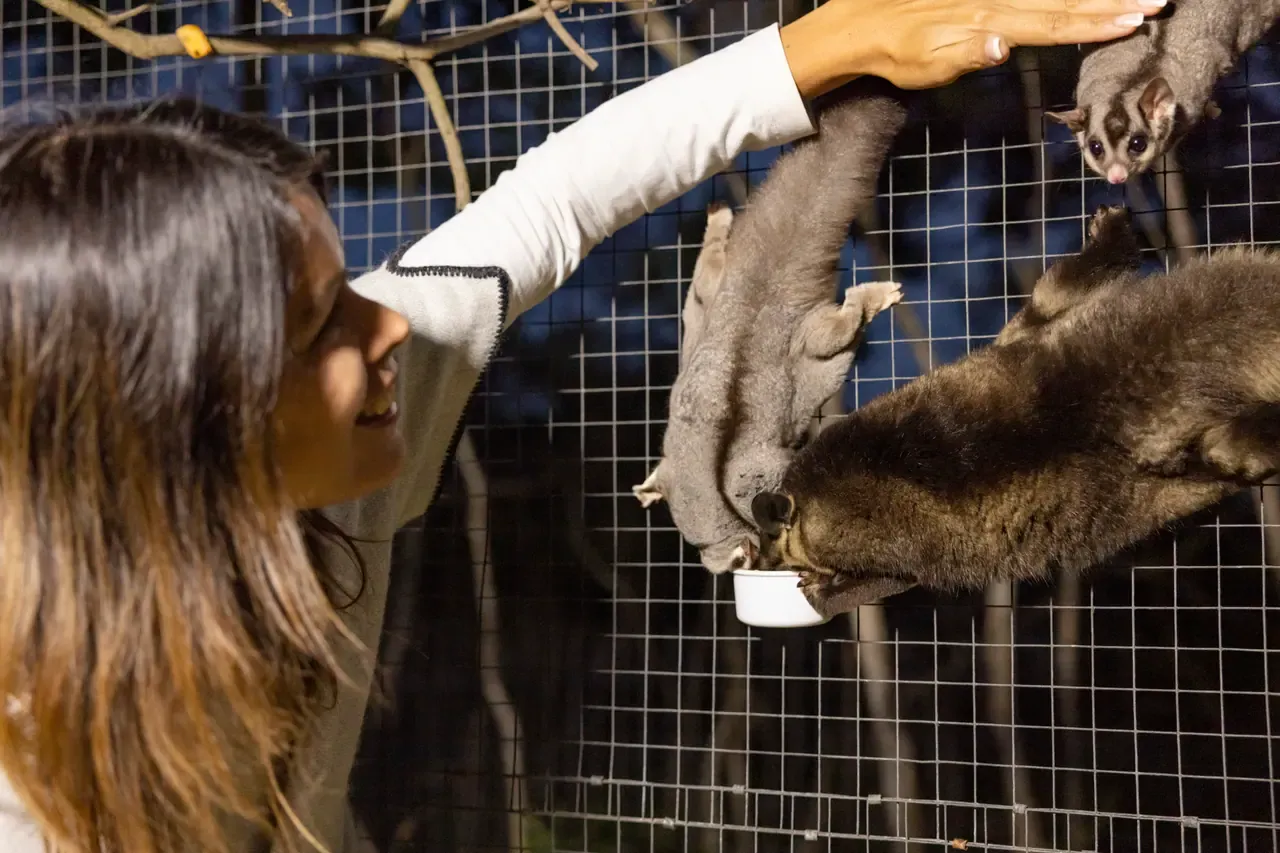 A visitor smiles as sugar gliders and a possum cling to an enclosure mesh to feed from a small cup at night