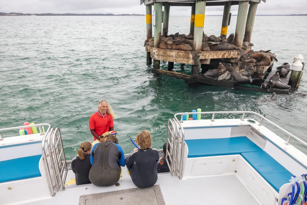 Snorkellers in wetsuits sit on a boat deck as a guide briefs them beside a marker platform crowded with fur seals
