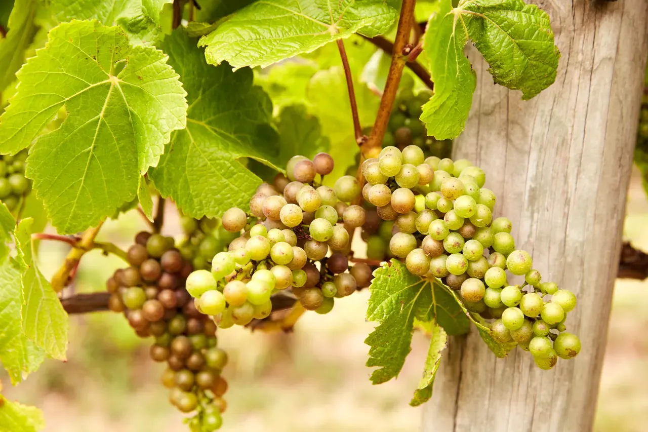 Bunches of ripening green and purple-tinged grapes hang from leafy vines beside a weathered timber post at Polperro Winery