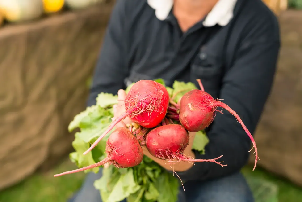 A stallholder holds out a bunch of freshly pulled beetroot with leaves attached at Mornington Farmers Market
