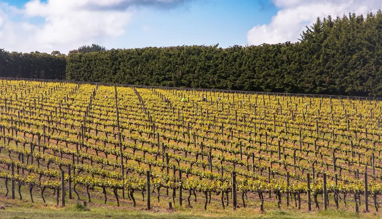 Mornington Peninsula wedding weekend atmosphere among vineyard and boutique stay settings