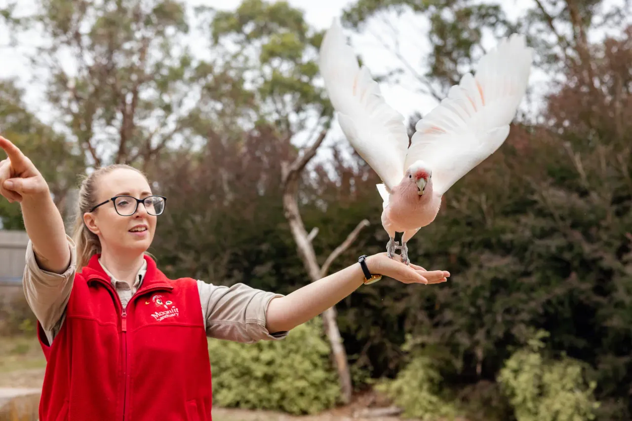 A Moonlit Sanctuary keeper in a red vest points skyward as a pink and white galah lifts off from her hand