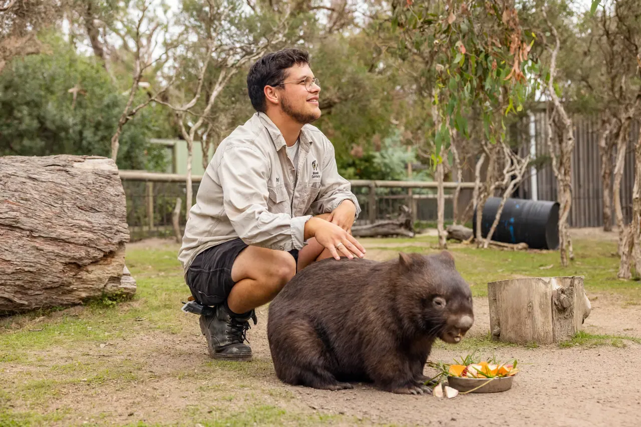 A keeper crouches beside a wombat as it eats from a bowl of fruit and vegetables in a grassy Moonlit Sanctuary yard