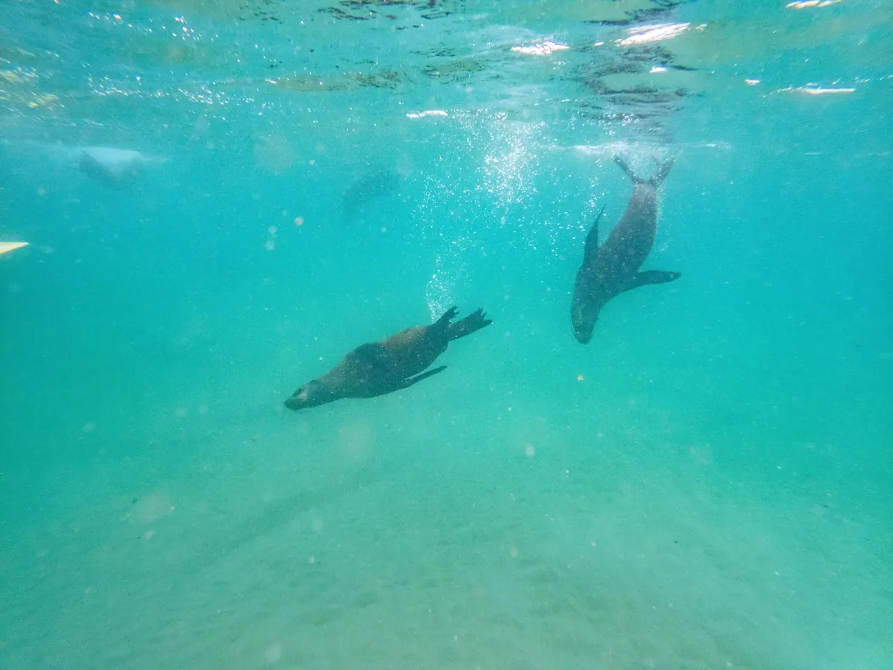 Two fur seals dive and twist through clear turquoise water above a sandy seabed, trailing bubbles