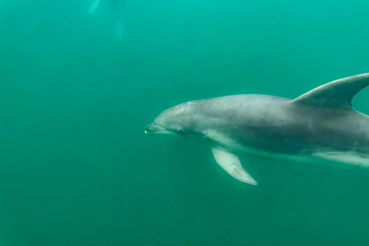 A bottlenose dolphin gliding past the camera underwater in murky green-blue water