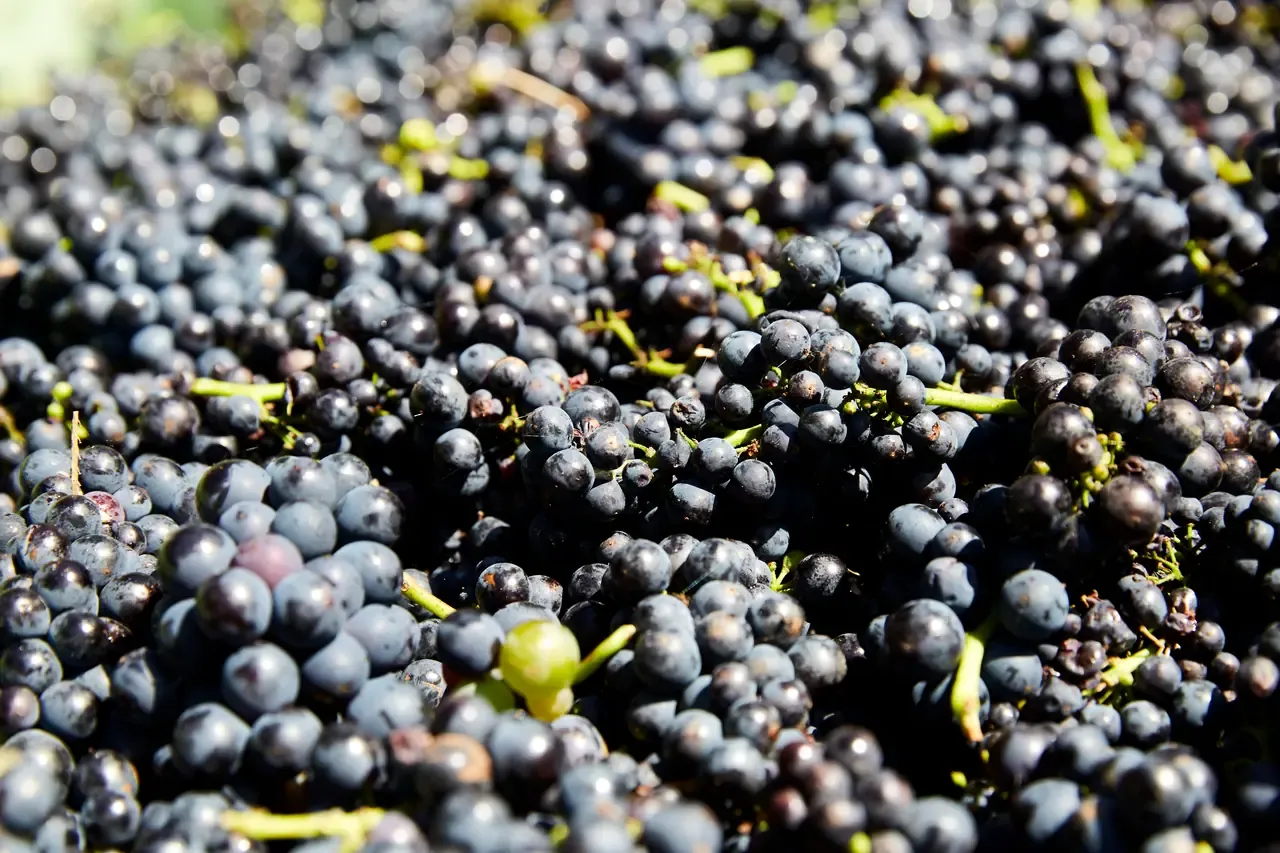 Close view of freshly picked dark red wine grapes piled together, with green stems catching bright sunlight