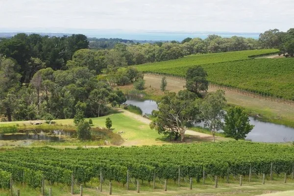 The Chardonnay Case: Why the Peninsula's Second Wine Deserves Top Billing