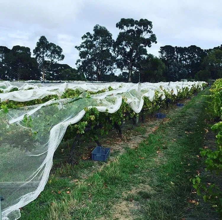 Elan Vineyard & Gallery