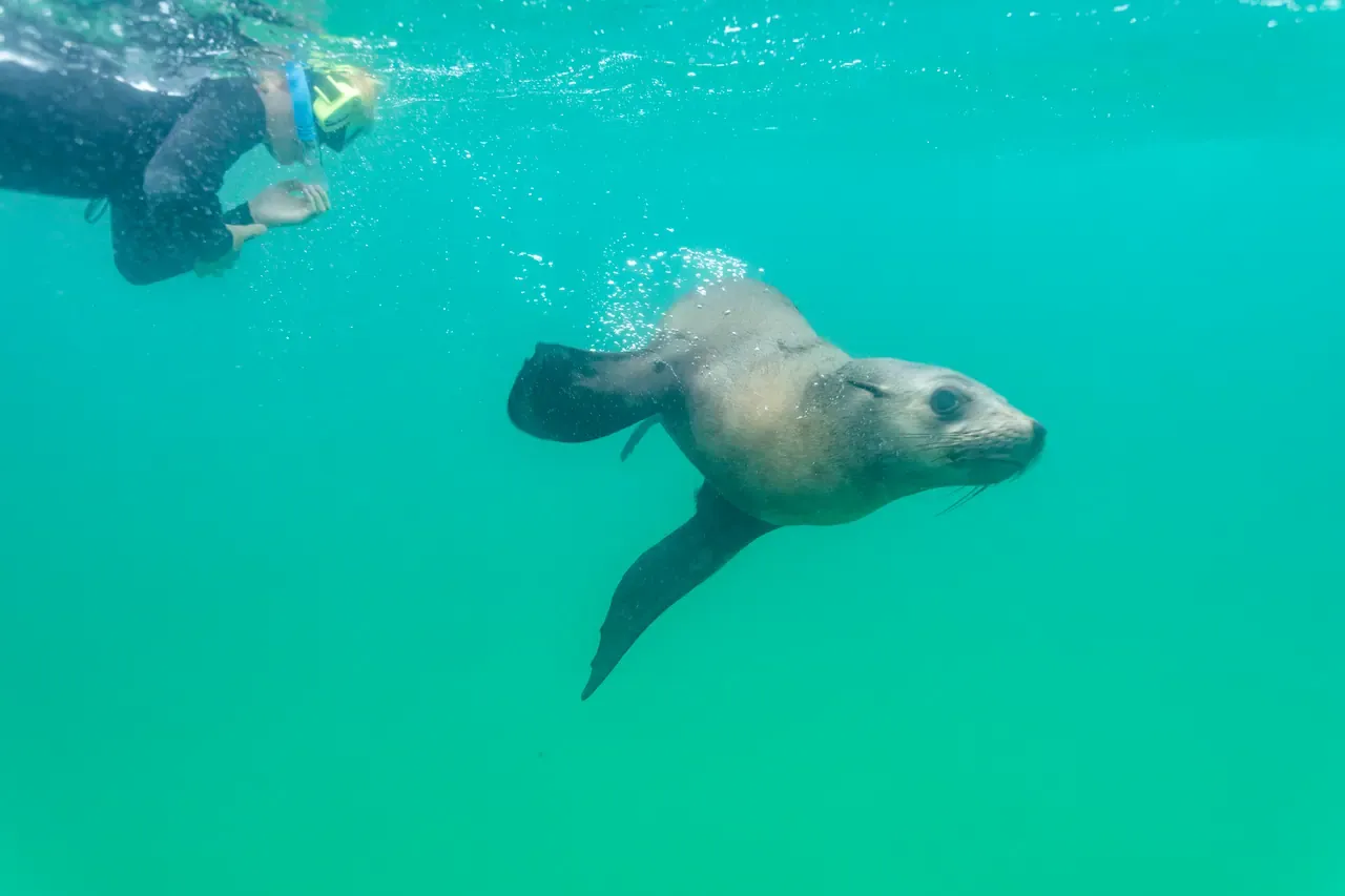A snorkeller in a wetsuit swimming underwater beside a playful seal in clear green water