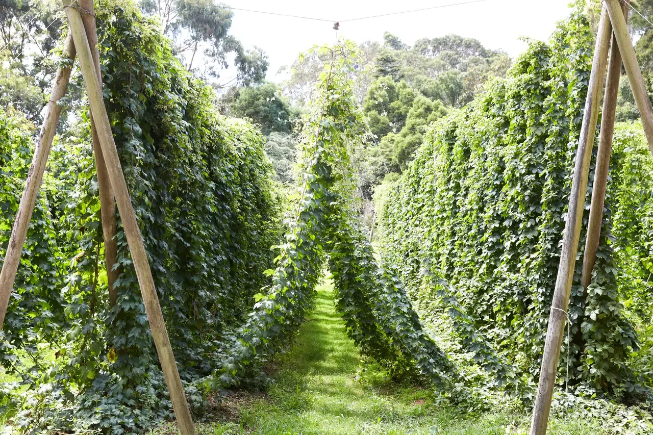Rows of hop bines climb tall timber poles either side of a grassy path, with gum trees beyond