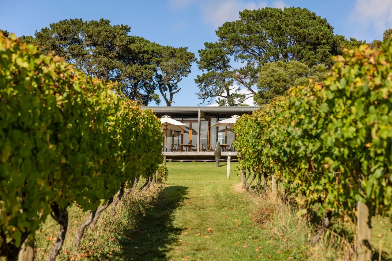 A grassy path between vine rows leads to the glass-fronted restaurant and umbrellas at Montalto, beneath tall pine trees