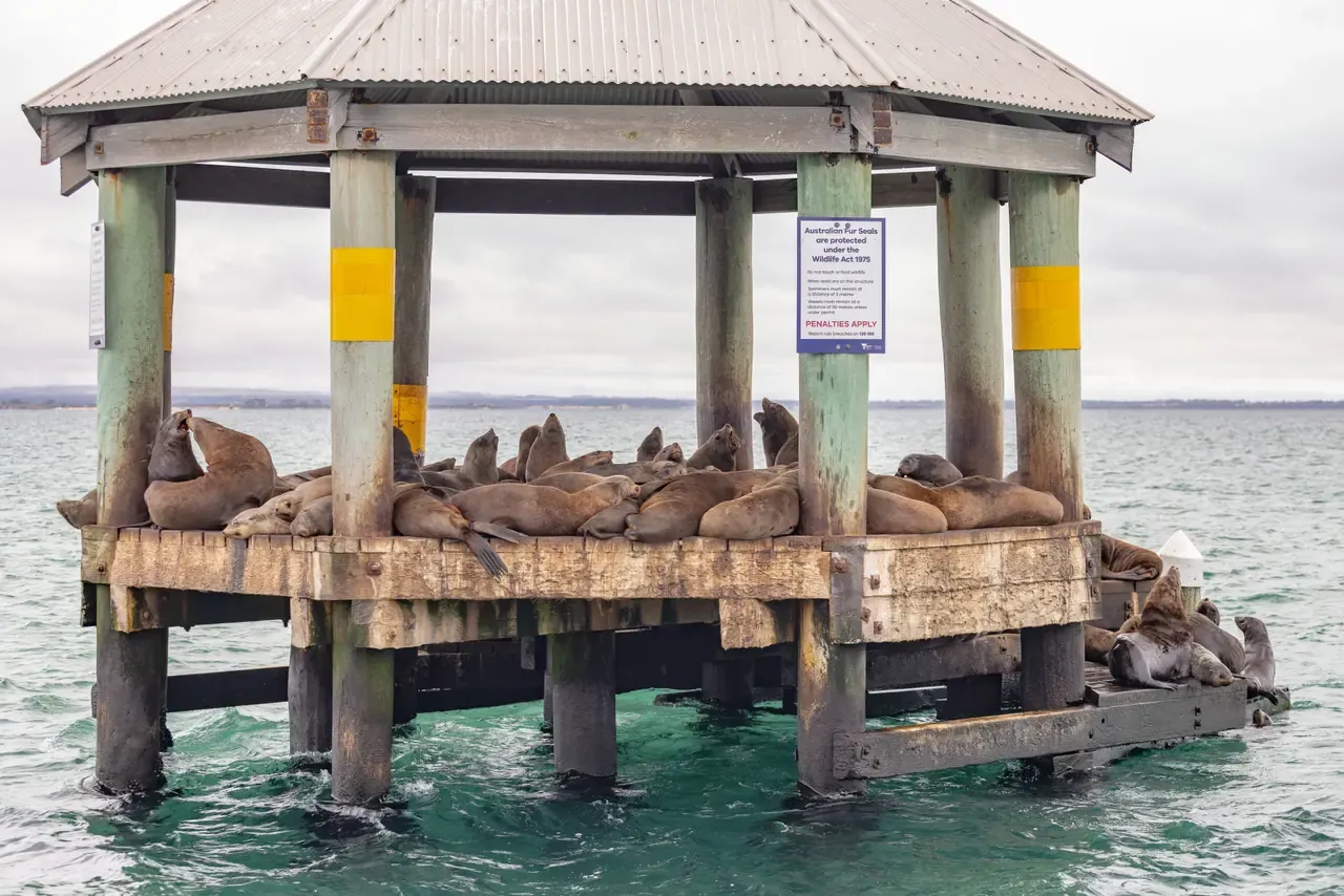 Dozens of fur seals rest on a timber channel marker platform under a tin roof, surrounded by green bay water