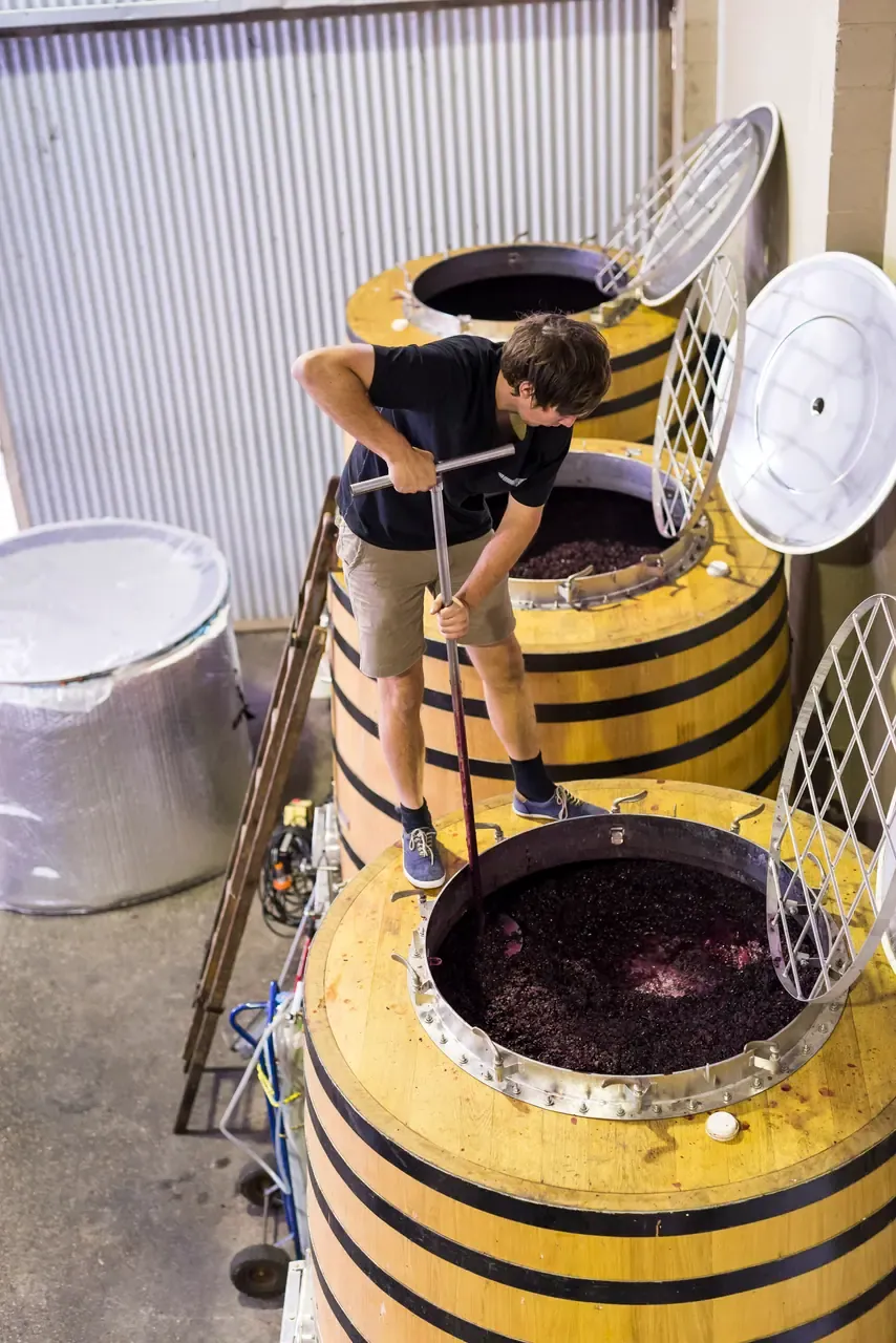 A winemaker plunging the cap of red grapes in open-topped oak fermenters in a corrugated-iron winery shed