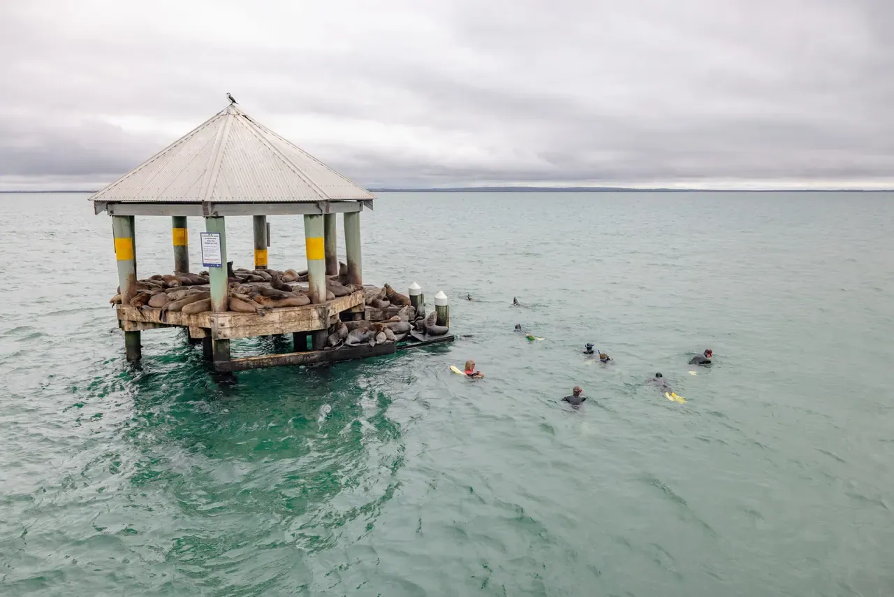 Snorkellers float in green bay water near a roofed channel marker where fur seals lie packed on the platform