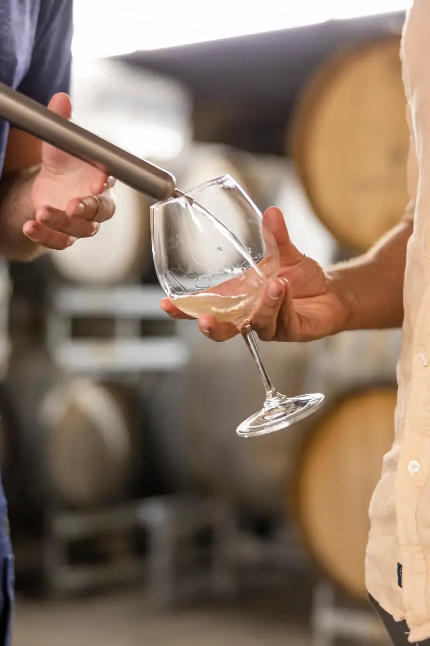 White wine flows from a steel wine thief into a glass held by a visitor, with oak barrels blurred behind