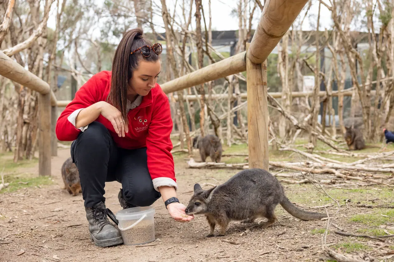 A keeper in a red jumper crouches to hand-feed a small wallaby in a bushland enclosure at Moonlit Sanctuary
