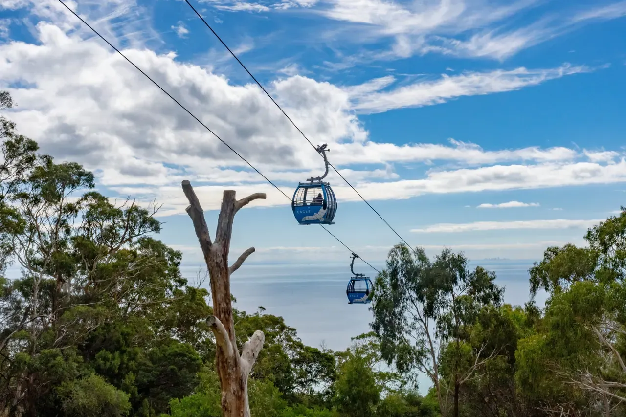 Two blue Arthurs Seat Eagle gondolas glide above gum trees, with the bay and a wide sky beyond