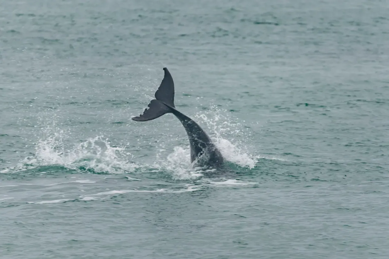 A dolphin's tail flukes lifting out of the grey-green water of the bay in a spray of white splash