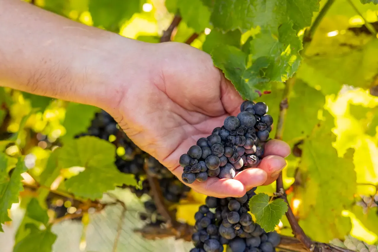 A hand cradles a bunch of dark wine grapes among sunlit vine leaves in the vineyard at Green Olive at Red Hill