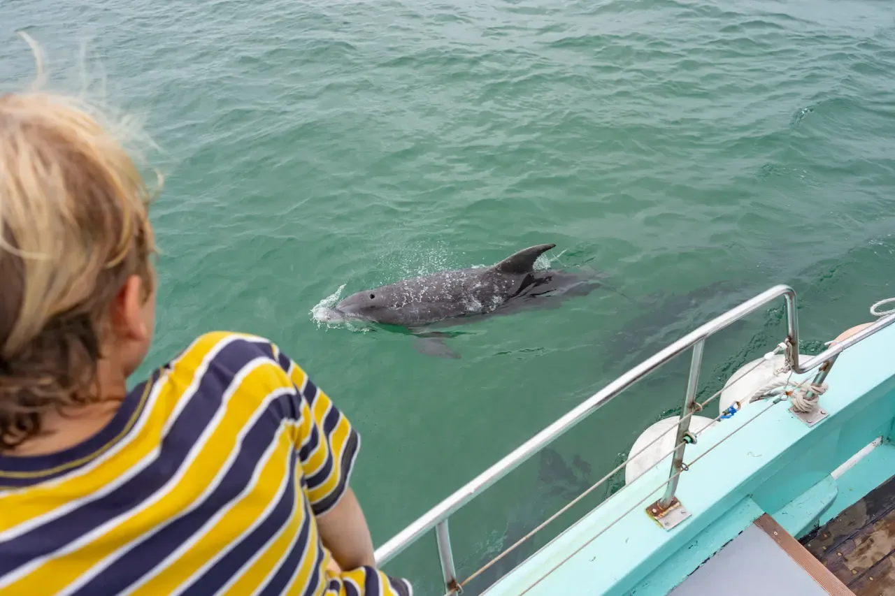 A child in a striped shirt leaning over a boat rail to watch a dolphin swimming alongside in green water