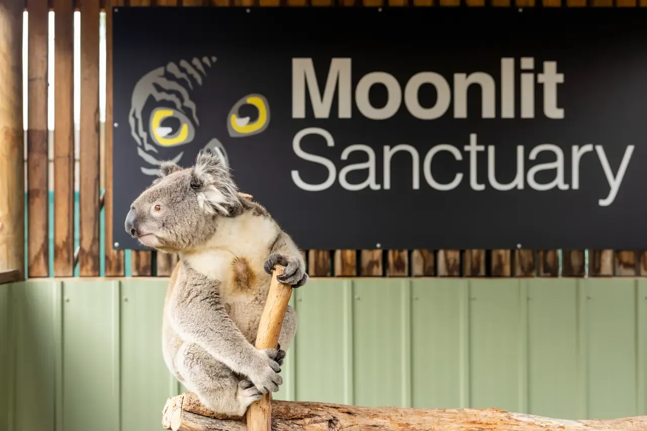 A koala perches on a wooden post in front of a large Moonlit Sanctuary sign with an owl-eye logo
