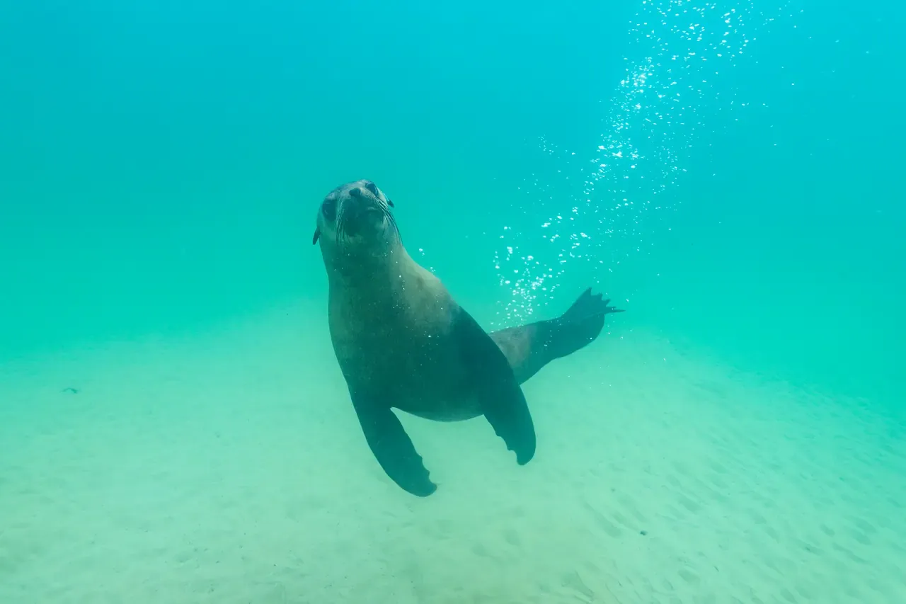 A seal swimming towards the camera underwater above a sandy bay floor, trailing a stream of bubbles