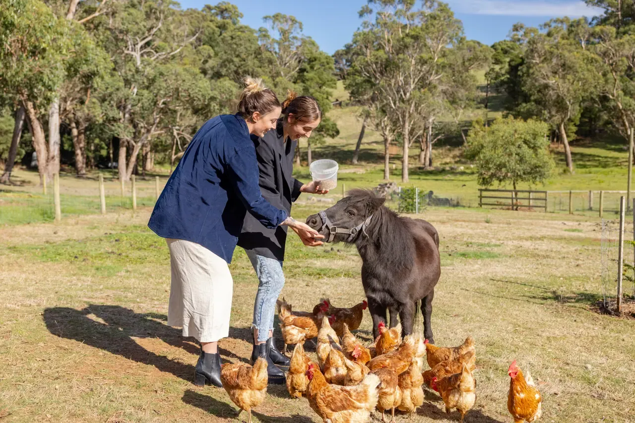 Two visitors feed a small dark pony surrounded by brown hens in a grassy paddock at Green Olive at Red Hill