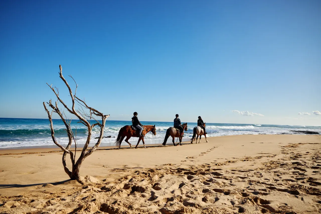 Three horse riders walk along the waterline of Gunnamatta Beach past a bleached driftwood branch under a clear blue sky