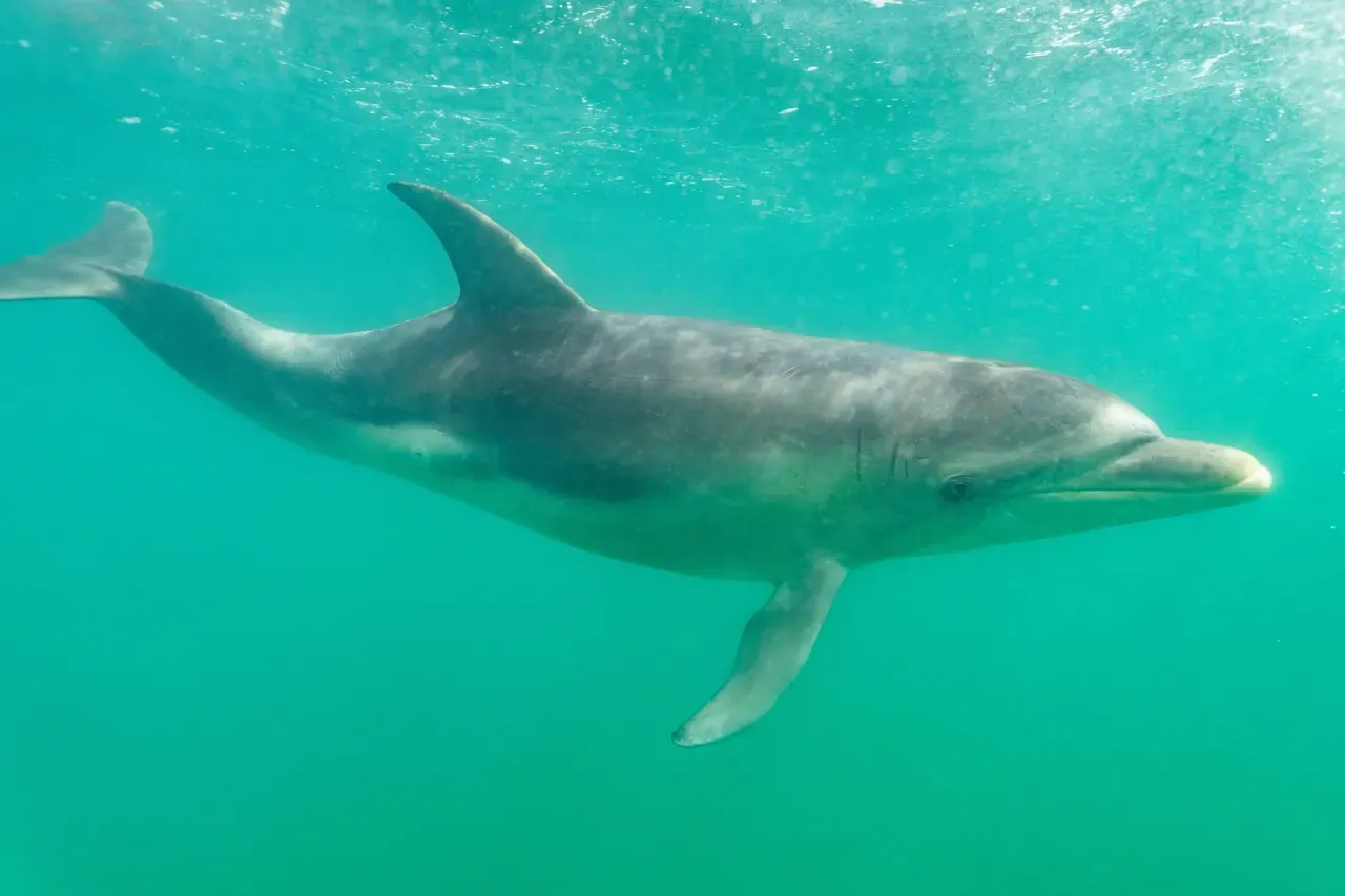 A bottlenose dolphin swims close to the camera just below the surface in clear green water