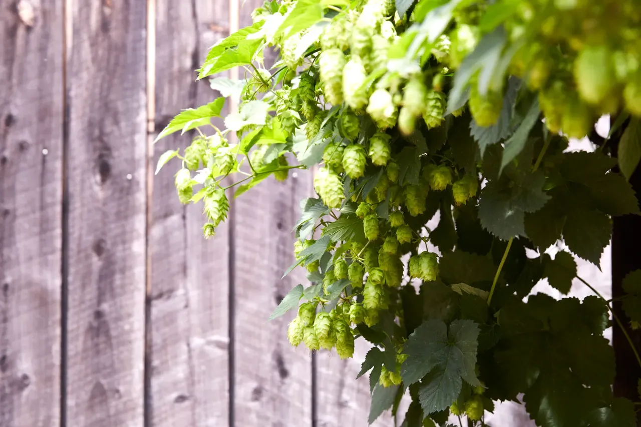 Clusters of green hop cones hang from a leafy bine against a weathered grey timber fence