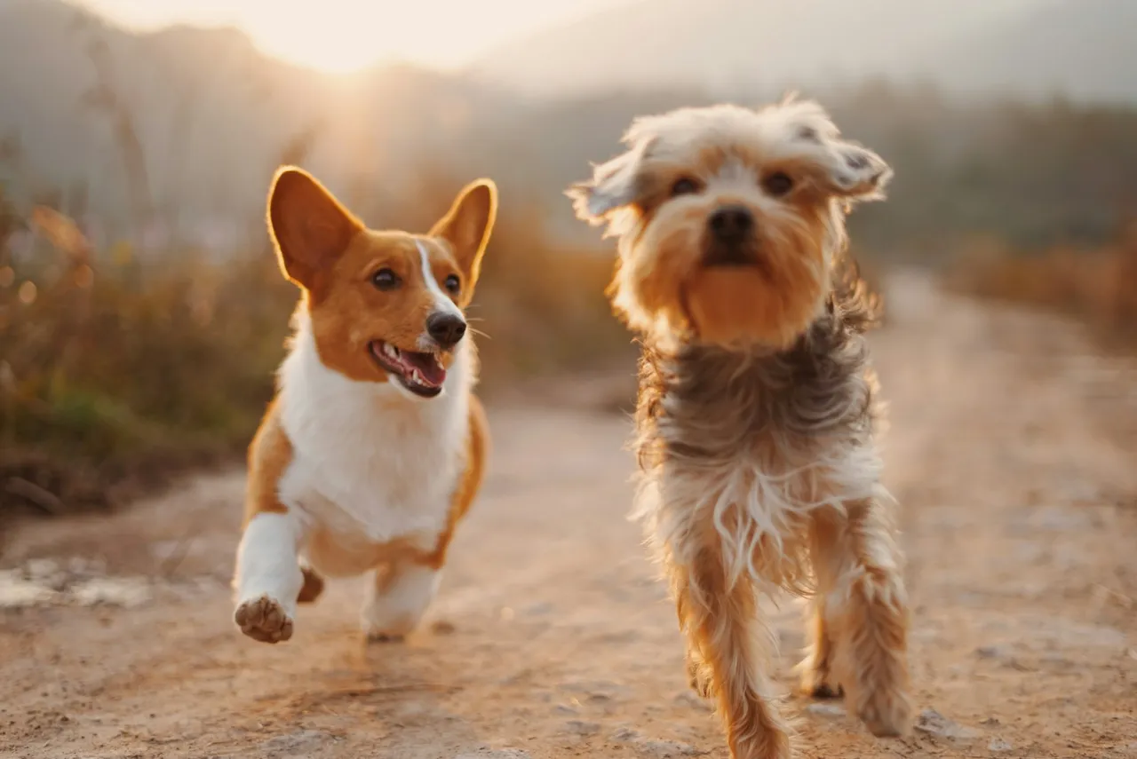 A corgi and a small terrier running side by side along a dirt track in low golden light.