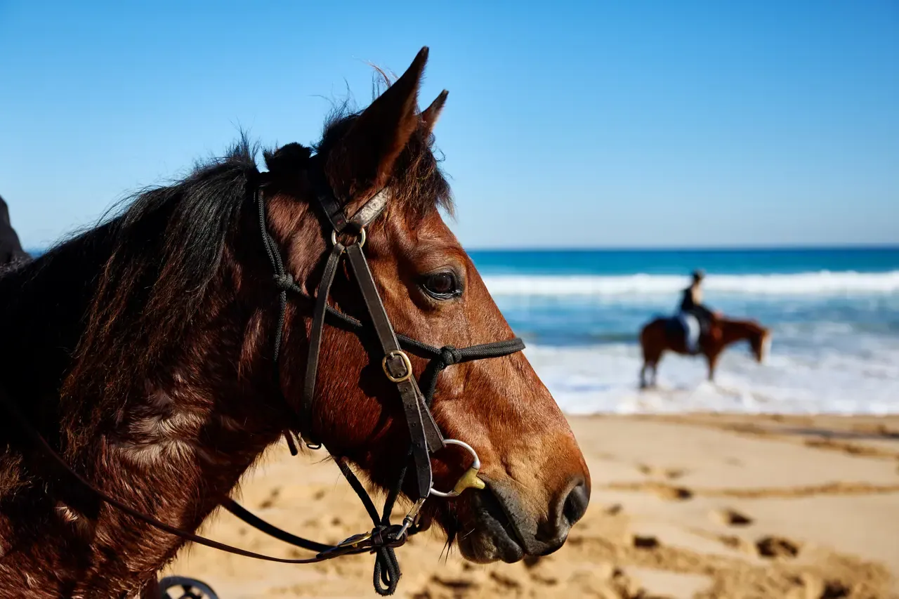 Head of a bridled bay horse on the sand at Gunnamatta Beach, with a rider walking another horse through the surf behind