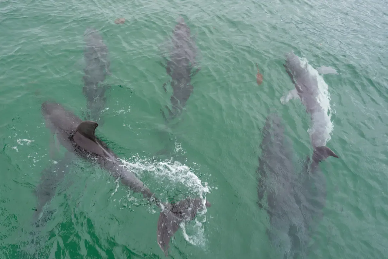 A pod of dolphins swimming together just beneath the surface of green bay water, viewed from above