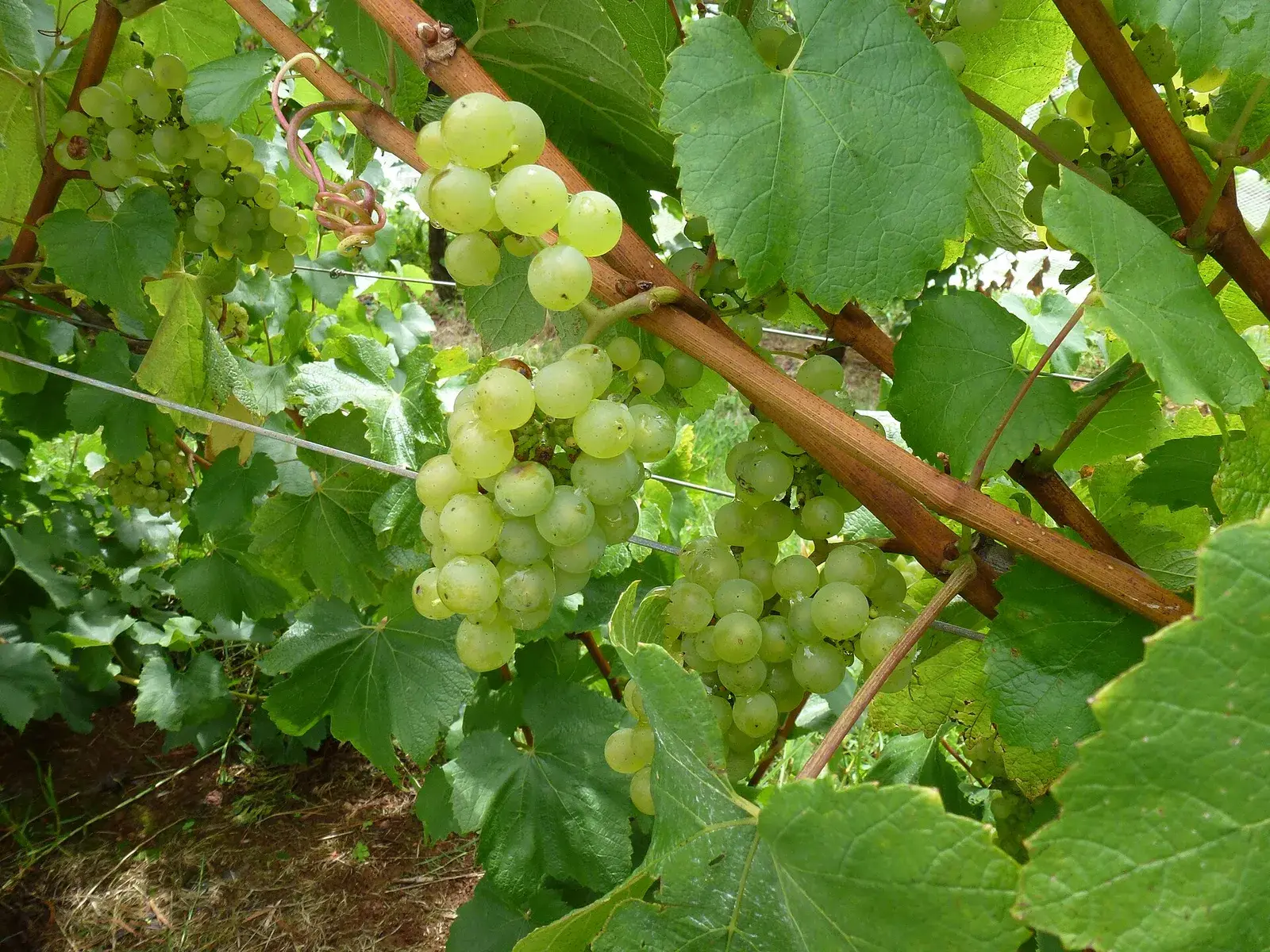 A Red Hill Saturday spanning market stalls, vineyard rows, and a long lunch terrace