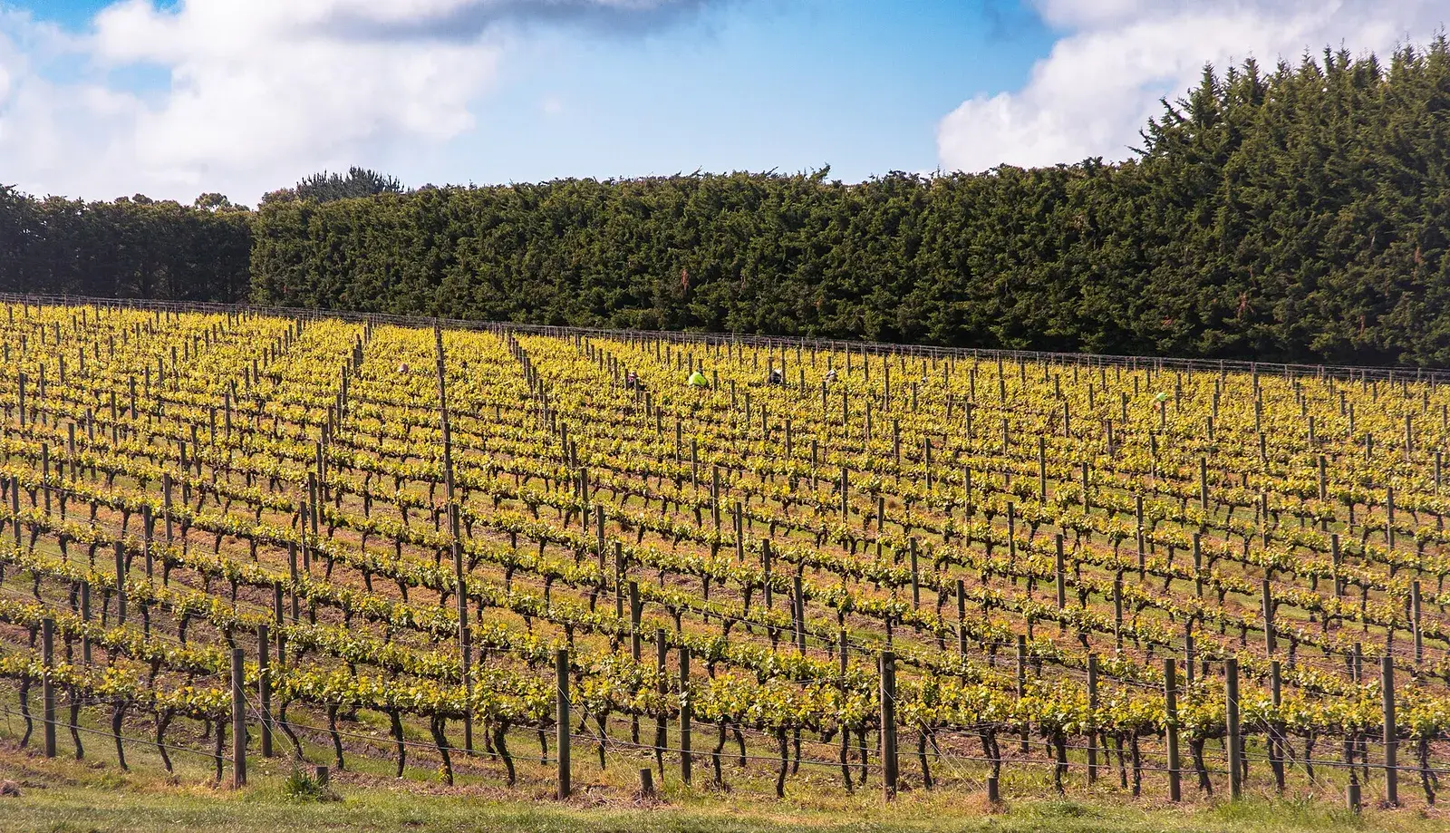 A guest room balcony looking across vineyard rows on the Mornington Peninsula